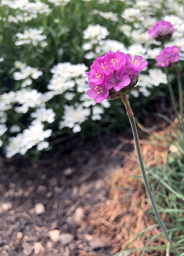 Pink flower with white flowers in the background.