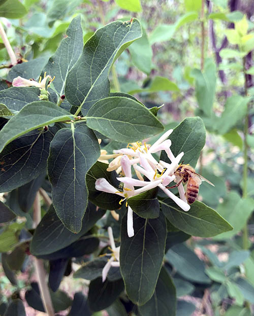 White flowers with a bee.