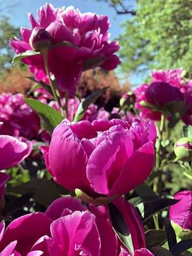 pink flowers in the sunshine