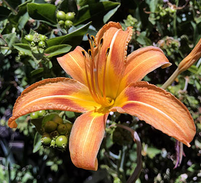 Orange lily