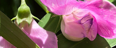 Sweet Pea Flower