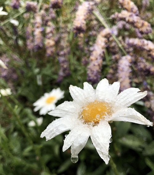 White flower with snow