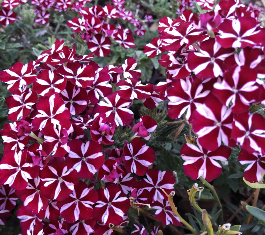 Red and white striped flowers