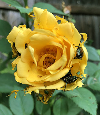 Yellow rose with Japanese beetles