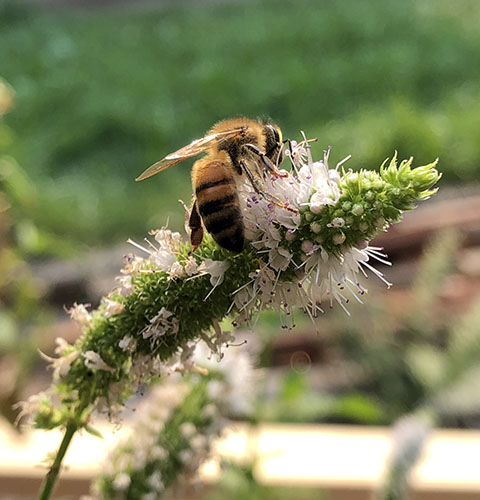 Bee on a mint flower