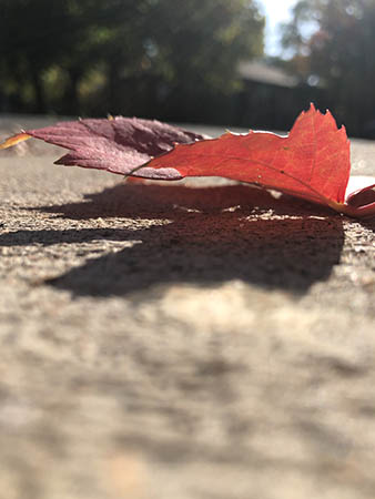 fall leaf on the sidewalk