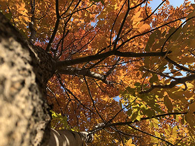 tree with fall leaves