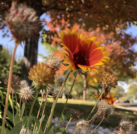 flower with leaves turning colors in the background