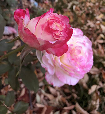 two pink roses