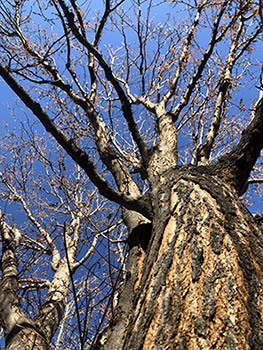 Winter tree with bare branches