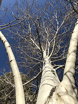 Winter tree with bare branches - aspen