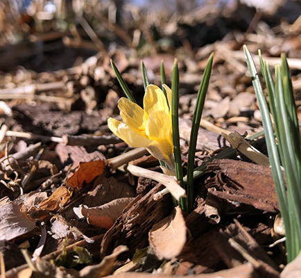 The first crocus of the year, soon to be covered in snow.