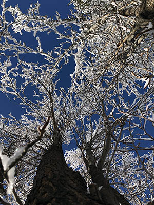 snow-covered branches with the sky beyond