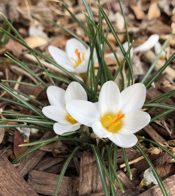 Three white crocus flowers